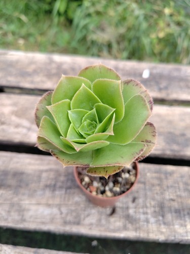 Aeonium arboreum picta - aeonium,
