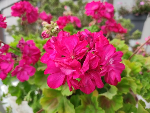 Graines geranium rose - graines, de