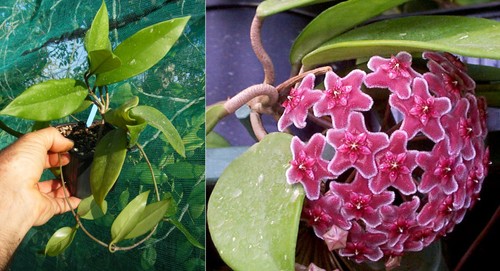 Hoya pubicalix silver pink - hoya,