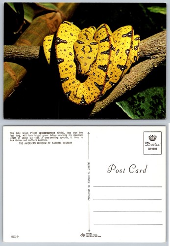 Baby green python snake - green,