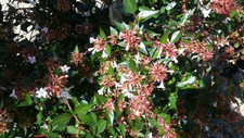 Abelia X grandiflora / Abelie à grandes fleurs / Conteneur de 7 à 10 litres