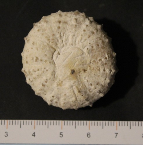 Oursin fossile phymosoma - oursin,