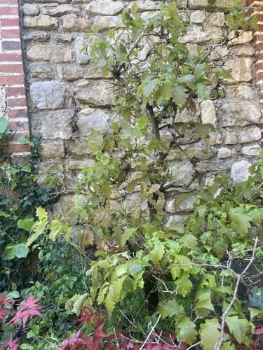 Yamadori grand chêne - chêne, 🍃
