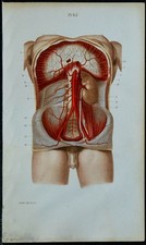 1852 - Planche anatomie
