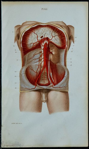1852 planche anatomie - 1852,