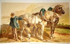 Chevaux cheval race percheron