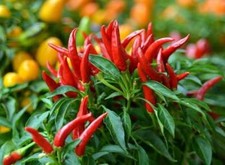 25 Graines de Piments Oiseau - plantes jardin potager - semences paysannes