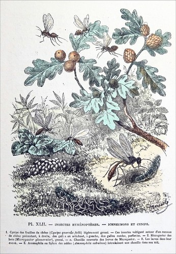 Entomologie cynips du - -,