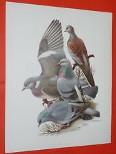 PLANCHE PUBLICITAIRE 1950-1960 HEPATIOR TOURTERELLE PIGEON RAMIER BISET COLOMBIN