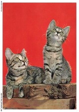 ASHP3-0188-CHAT - DEUX CHATS SUR DU BOIS REGARDANT AU DESSUS