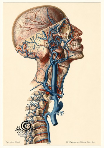 Photo anatomie humaine - photo, a4