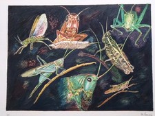 GENEVOIX Maurice- Lithographie