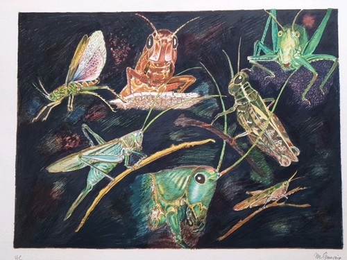Genevoix maurice lithographie - maurice-,