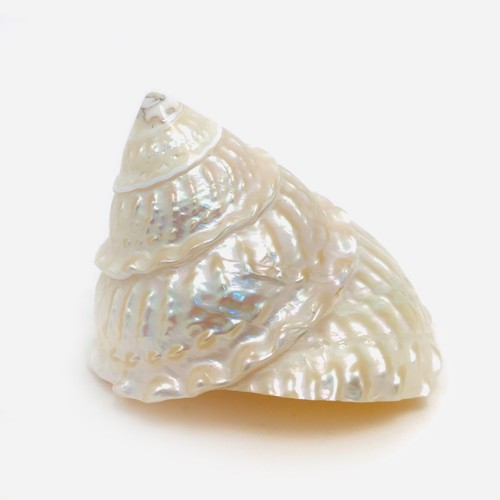 Coquillage nacré astrea - coquillage,