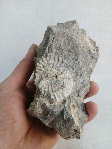 Ammonite empreinte fossiles - ammonite,, empreinte,