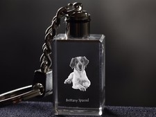 Epagneul Breton Crystal