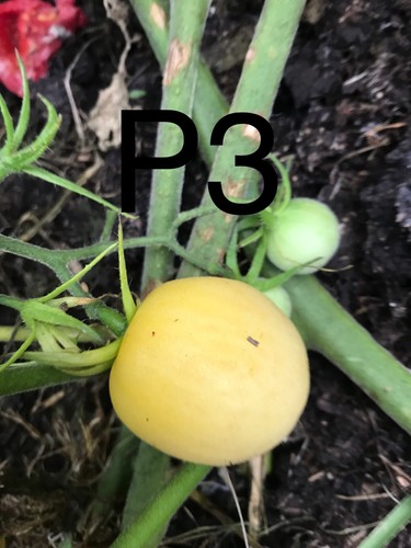 Graine tomate taille cocktail - taille,