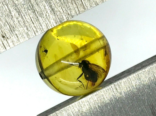 Ambre avec insecte perle ronde - perle,