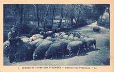 Berger des Pyrénées