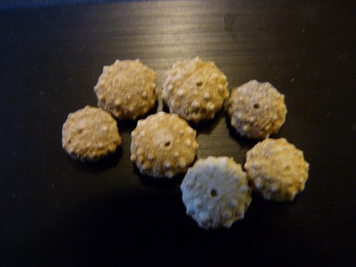Petits oursins fossiles - 7,