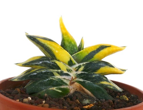 Gasteria armstrongii zeus - cv,