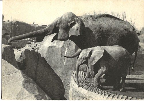 Cpa paris parc - 75_, zoologique
