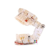 Modèle d'éducation du