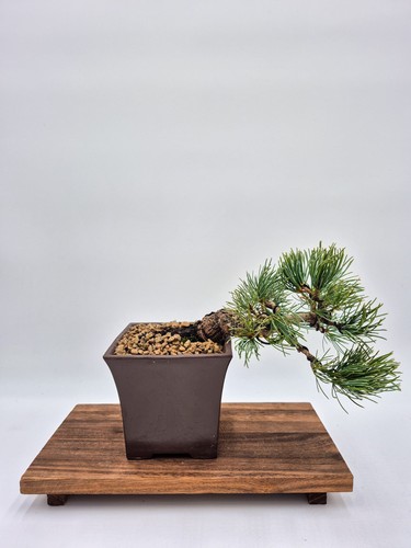 Bonsaï pinus pentaphylla - pinus,
