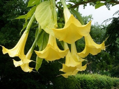 Brugmansia jaune