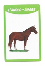 Carte 50 races de chevaux -