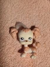 Petshop Chien Dog  Caniche