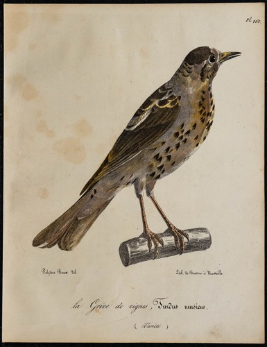 1830 grive musicienne - musicienne,