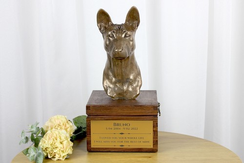 Basenji urne brune - basenji,