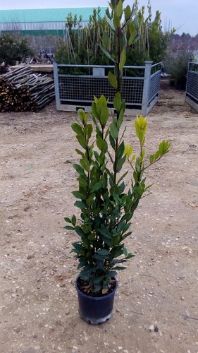 Plante laurier pot 16 - plante,