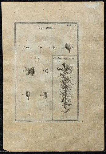 1719 genêt - (spartium),