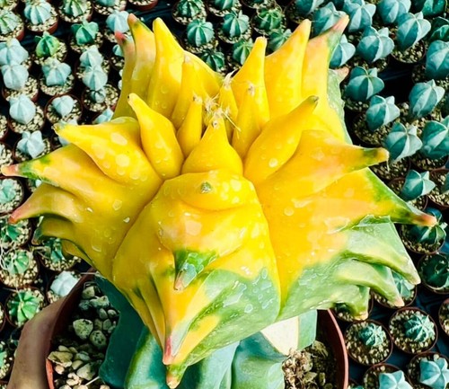 Astrophytum myriostigma - , cv