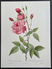 Botanique Rosier des Indes