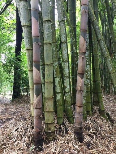 Graines dendrocalamus asper - dendrocalamus,