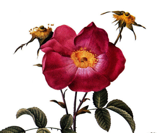 1990 Vintage Print Rose Flower