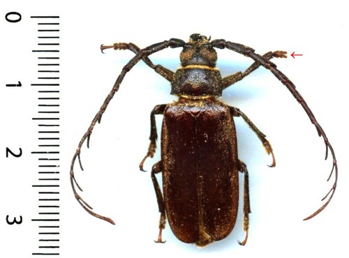 Cerambycidae closterus - cerambycidae, –