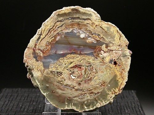 Grande lithophyse esterel - -,
