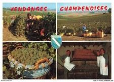 AQDP7-0476-51 - VENDANGES -