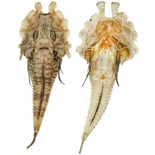 Poisson gargariscus