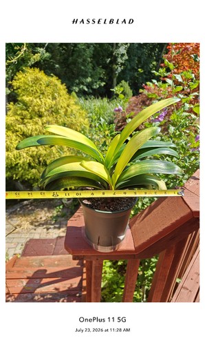 Twin lob clivia plants - twin,