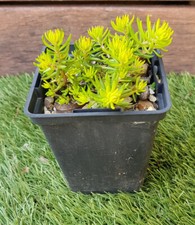 SEDUM Rupestre Aurea