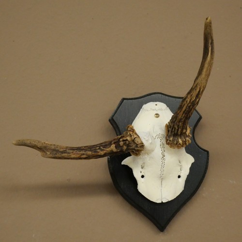 Rehbock abnorme chevreuil bock - abnorme,