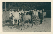 Österreich, Spanische Hofreitschule Wien. Lipizzaner Mutterstuten mit Fohlen  Vi