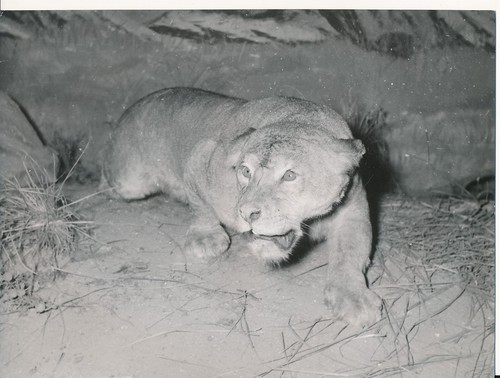 Taxidermie 1950 photo - c.,