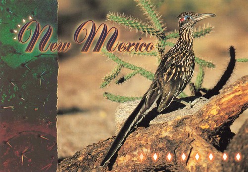 Postcard roadrunner clown - roadrunner,