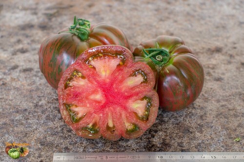 Graines tomate berkeley - 10, de